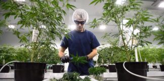 Can Government-Approved Pot Beat Street Weed?