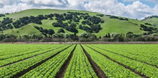 Canadian Grocers: Get Ready to Join the Blockchain Party