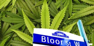 Cannabis Retail Comes to the Mink Mile