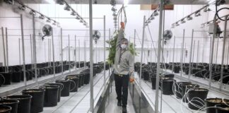 The New Kid in Town: An Analysis of the Emerging Canadian Cannabis Market, Part 2